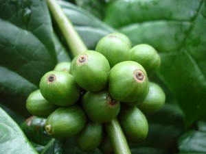 Coffea canephora (Robusta)