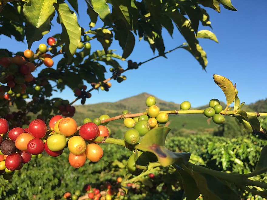 prunus novita kirschlorbeer Jetzt Kirschlorbeer 'Novita' online kaufen bei Bohlken Pflanzenversand –  Bohlken Pflanzenversand GbR main image 0